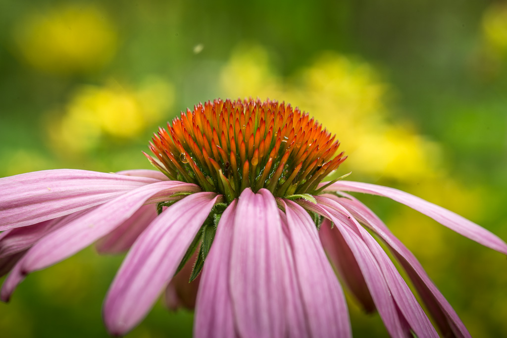 Echinacea