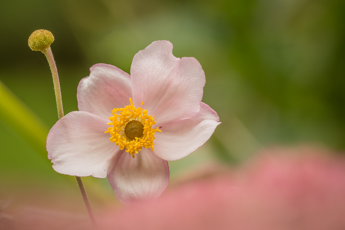 Blüte der Herbst-Anemone